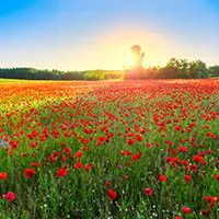 Beleuchtete Wiese CRI Beispiel